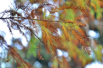 DSC_2971.jpg