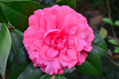 DSC_2981.jpg