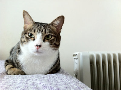 Angry Cat - 2011