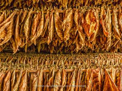 Robaina tobacco drying.jpg