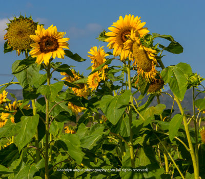 Sunflowers.jpg