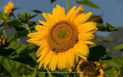 Sunflowers-2.jpg