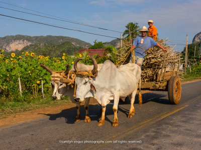 Oxen and Sunflowers.jpg