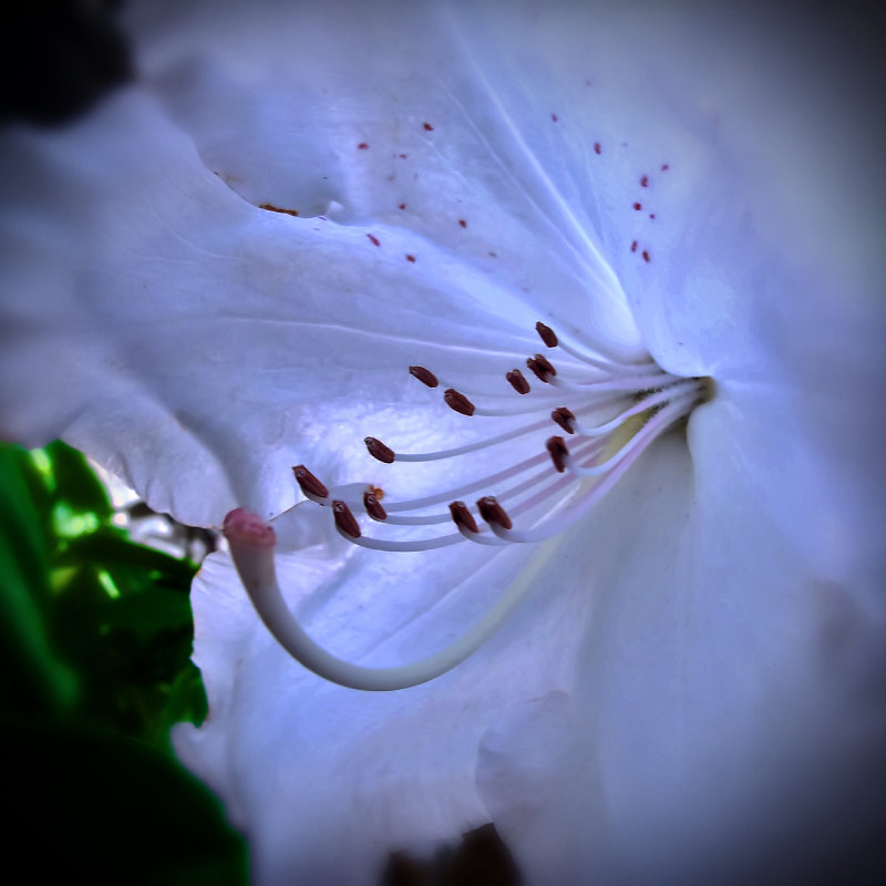 white rhodo w.jpg