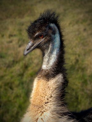 emu w.jpg