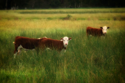 hereford calves w.jpg