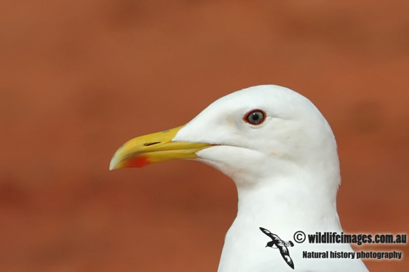 Lesser Black-backed Gull 6890.jpg