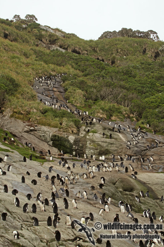 Snares crested Penguin a8836.jpg
