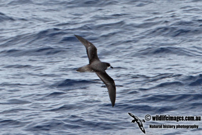 Soft-plumaged Petrel 8956.jpg