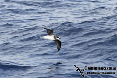 Soft-plumaged Petrel 8964.jpg