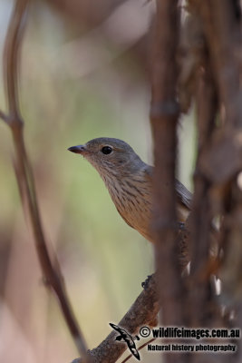 Rufous Whistler 0467.jpg