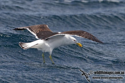 Kelp Gull 3656.jpg