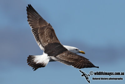 Kelp Gull 4160.jpg