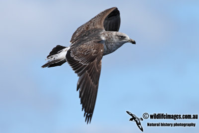 Kelp Gull 4760.jpg