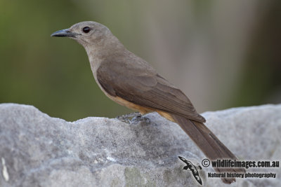 Sandstone Shrike-thrush 9569.jpg