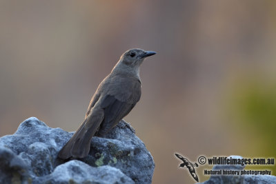 Sandstone Shrike-thrush 9584.jpg