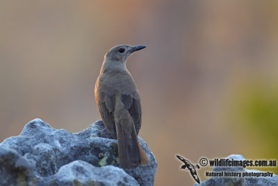 Sandstone Shrike-thrush 9589.jpg