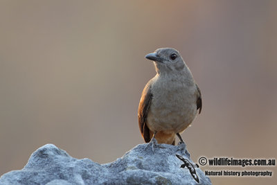 Sandstone Shrike-thrush 9607.jpg