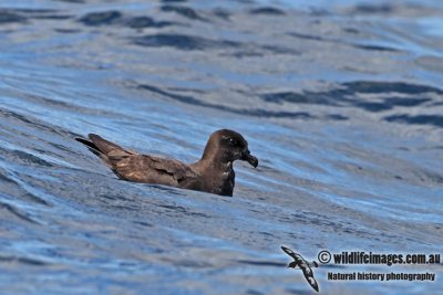 Grey-faced Petrel 3582.jpg