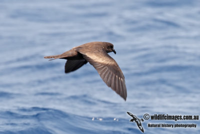 Swinhoe's Storm-Petrel