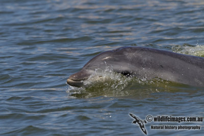 Burrunan Dolphin 5798.jpg