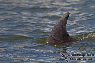 Burrunan Dolphin 5803.jpg