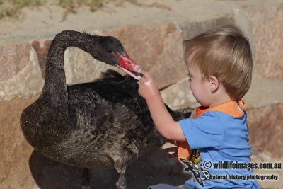  Black Swan and child 5481.jpg