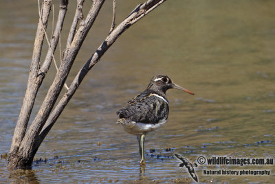 Australian Painted Snipe 8295.jpg