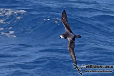 Gould's Petrel 2654.jpg