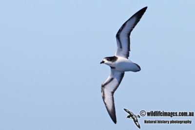 Gould's Petrel 2658.jpg