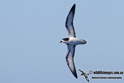 Gould's Petrel 2659.jpg