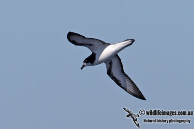 Gould's Petrel 2948.jpg