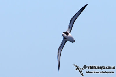 Gould's Petrel 2983.jpg