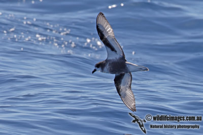 Mottled Petrel 3230.jpg