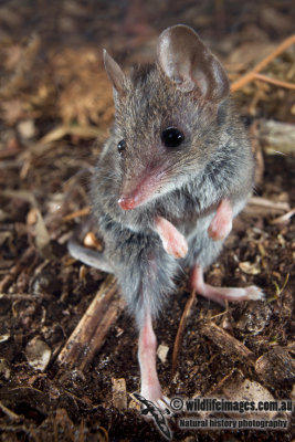White-footed Dunnart