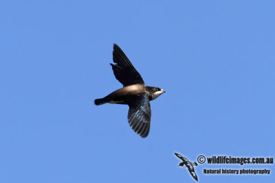 White-throated Needletail 0590.jpg