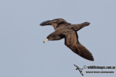 Flesh-footed Shearwater 9344.jpg