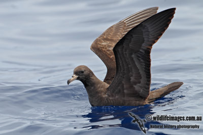 Flesh-footed Shearwater