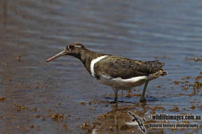 Australian Painted Snipe 8347.jpg