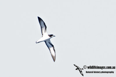 Gould's Petrel 2639.jpg