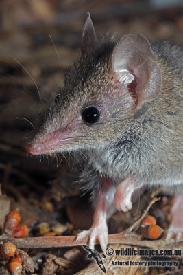White-footed Dunnart 9935.jpg