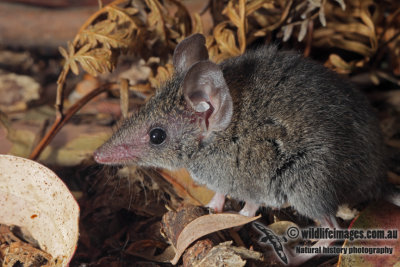 White-footed Dunnart 9947.jpg