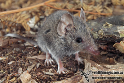 White-footed Dunnart 9973.jpg