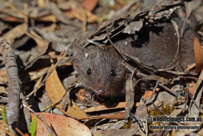 Tasmanian Dusky Antechinus 1849.jpg