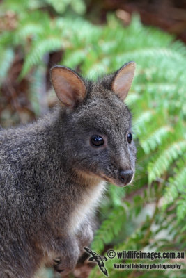 Tasmanian Pademelon 1644.jpg