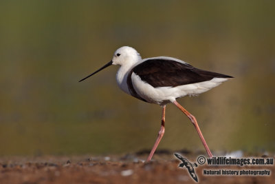 Banded Stilt 4470.jpg