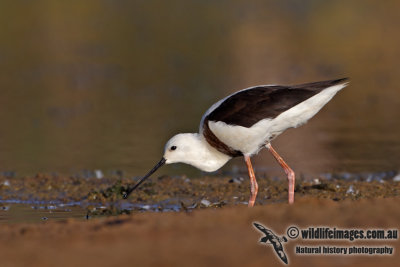 Banded Stilt 4471.jpg