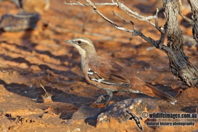 Western Quail-thrush 4078.jpg