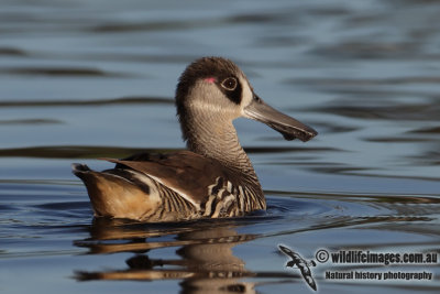 Pink-eared Duck 6068.jpg