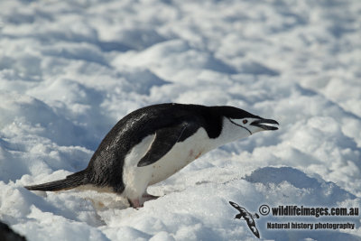 Chinstrap Penguin a0101.jpg